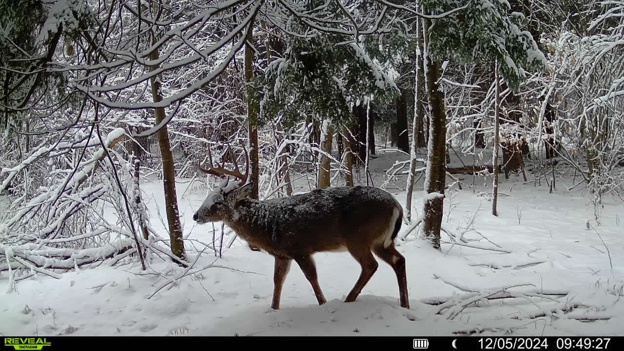 Top 3 Late Season Hunting Spots in the Big Woods