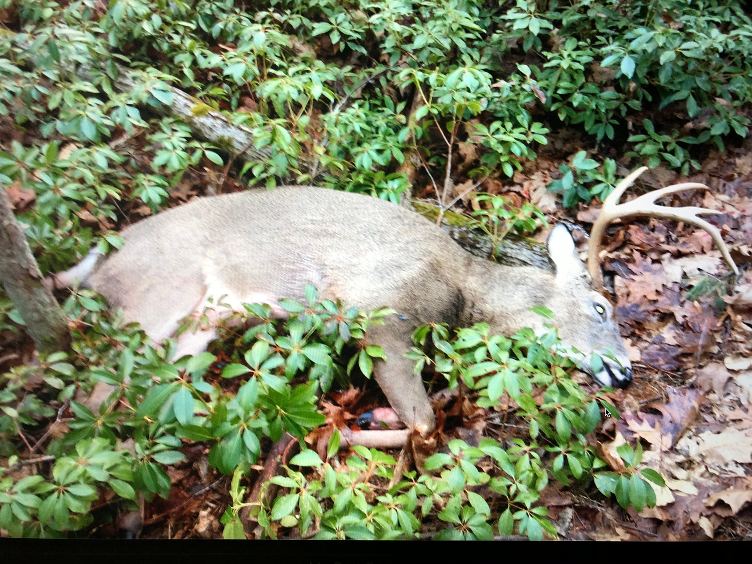 How I Hunt Giant Bucks in the Mountain Laurel Nobody Else Will Enter