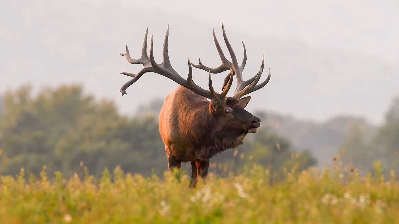 How to Hunt Elk in Pennsylvania — 2026 PA Elk Hunting Application Strategy